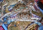 P3170122  crabs : 2013	Borneo