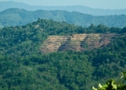 MG 2766  farmlands : 2013	Borneo