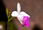 MG 2863  orchids : 2013	Borneo
