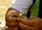 MG 2869  these oily pods stay lit like a candle : 2013	Borneo
