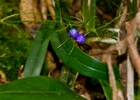 MG 2878  in the botancial gardens : 2013	Borneo