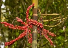 MG 2919 : 2013	Borneo