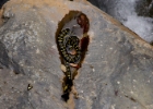 MG 3004  dead snake and butterflies : 2013	Borneo