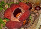 MG 3056  world&#39;s largest flower, rafflesia or corpse flower with new buds in upper right corner : 2013	Borneo