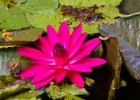 MG 3117  lily : 2013	Borneo