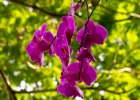 MG 3126  orchids : 2013	Borneo