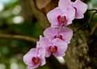 MG 3132  more orchids : 2013	Borneo