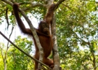 MG 3151  we went to the Rasa Ria Nature reserve to vist 4 orphaned orangutans : 2013	Borneo