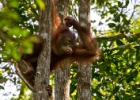 MG 3170  the babies were adorable : 2013	Borneo
