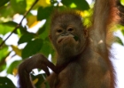 MG 3246  is he not just the cutest thing you ever saw : 2013	Borneo