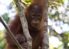 MG 3260 : 2013	Borneo