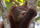 MG 3276 : 2013	Borneo