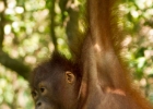 MG 3368 : 2013	Borneo