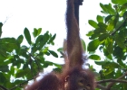 MG 3397 : 2013	Borneo