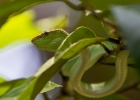 MG 3449  another pit viper on the trail back to the resort : 2013	Borneo