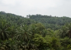 MG 3496  palm oil plantations : 2013	Borneo
