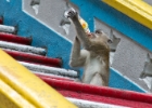 MG 0186  monkeys drinking on steps : 2013	Borneo